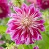 Dahlia 'Purple Explosion' 1 Dahlia 'Purple Explosion' -Roots Plants visi178379 purple explosion