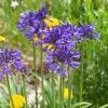 Agapanthus 'Navy Blue' | 7.5L -Roots Plants visi184776 7478cd0f 7174 47eb 8d6c 2725e2b4a5d5