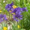 Agapanthus 'Navy Blue' | 3L -Roots Plants visi184776 9826ea49 ae88 468b 9b7a 17f4b41379c9