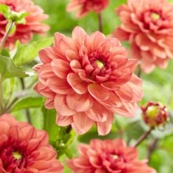 Dahlia 'Orange Girl' -Roots Plants visi185618
