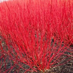 Best Value Cornus Collection | Winter Hedging -Roots Plants visi19322 cornus alba 4713dd5f 87b9 4ef4 817c 4b778f1a492b