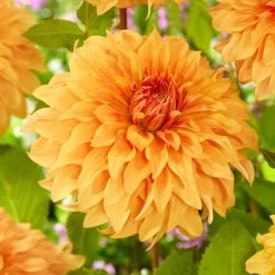 Dahlia Great Hercules