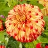 Dahlia Lady Darlene -Roots Plants visi200659 darlene 8a875447 38b5 4e0c 9324 bfdd45ff83f2