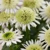 Echinacea 'Delicious Nougat' -Roots Plants visi206921 nougat db6b19be 1999 4610 afc5 fcc17b1f1af8