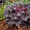 Heuchera 'Timeless Night' -Roots Plants visi207047 1
