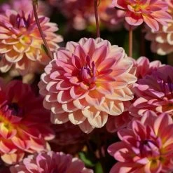 Dahlia 'Pacific View'