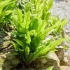 Hart's Tongue Fern | Phyllitis Scolopendrium -Roots Plants visi213893