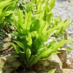 Hart's Tongue Fern | Phyllitis Scolopendrium