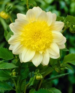 Dahlia 'Paso Doble' -Roots Plants visi21985