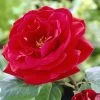 'Lucky Charm' Hybrid Tea Rose 2 'Lucky Charm' Hybrid Tea Rose -Roots Plants visi24142 lucky charm