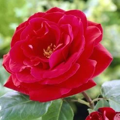 'Lucky Charm' Hybrid Tea Rose