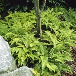 Tassel Fern | Polystichum Polyblepharum -Roots Plants visi25701