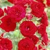 'Dwarf Fairy' Patio Shrub Rose -Roots Plants visi25887 dwarf fairy