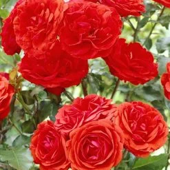 'Trumpeter' Floribunda Rose
