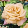 'Niceday' Patio Climbing Rose -Roots Plants visi25908 nice day