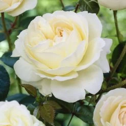 'Sirius' Bedding Rose -Roots Plants visi25913 sirius