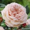 'It's A Wonderful Life' Floribunda Rose -Roots Plants visi28368 wonderful life