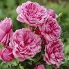 'Soul' Shrub Rose -Roots Plants visi28374 soul