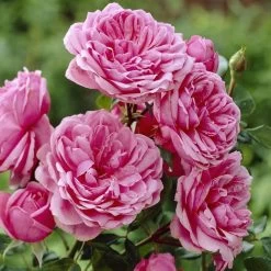 'Soul' Shrub Rose