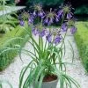 Agapanthus 'Purple Heart' | 3L -Roots Plants visi28675
