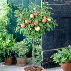 'Discovery' Semi-Dwarf Apple Tree -Roots Plants visi28809 discovery