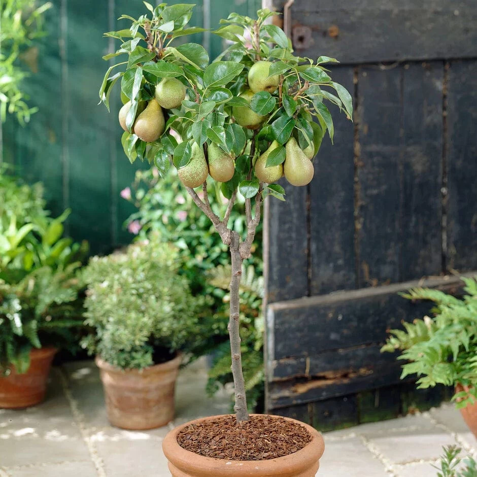 Award Winning Patio Fruit Tree Collection | Cherry, Pear & Plum | Growers' Choice 7 Award Winning Patio Fruit Tree Collection | Cherry, Pear & Plum | Growers' Choice - Image 5