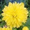 Dahlia Kelvin Floodlight -Roots Plants visi34057 floodlight 8a4d1536 e743 4927 86ed 699934963a6e