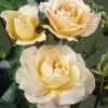 'Queen Bee' Floribunda Rose 1 'Queen Bee' Floribunda Rose -Roots Plants visi34976 queen bee
