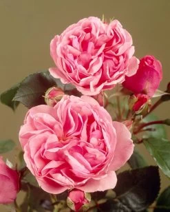 'Parade Cajsa' Patio Shrub Rose -Roots Plants visi35074 cajsa