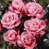 'Nautica' Floribunda Rose 2 'Nautica' Floribunda Rose -Roots Plants visi35141 nautica