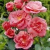 'Secret Smile' Floribunda Rose -Roots Plants visi35188 secret smile
