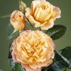 'Tropicana' Hybrid Tea Rose -Roots Plants visi35443 tropicana
