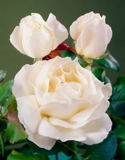 'Patio Hit Georgia' Patio Shrub Rose -Roots Plants visi35488 georgia