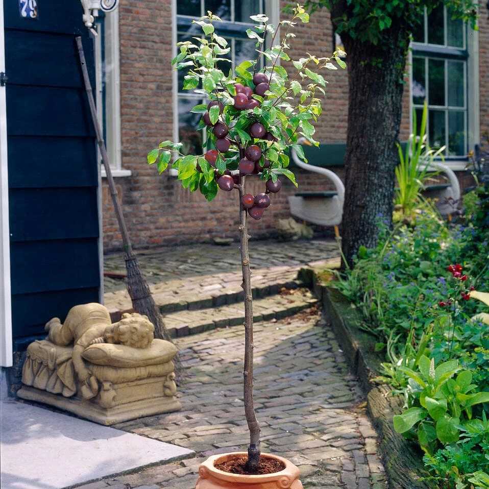 Award Winning Patio Fruit Tree Collection | Cherry, Pear & Plum | Growers' Choice 6 Award Winning Patio Fruit Tree Collection | Cherry, Pear & Plum | Growers' Choice - Image 4