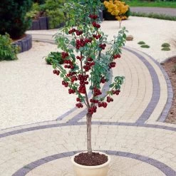 Award Winning Patio Fruit Tree Collection | Cherry, Pear & Plum | Growers' Choice 13 Award Winning Patio Fruit Tree Collection | Cherry, Pear & Plum | Growers' Choice -Roots Plants visi35989