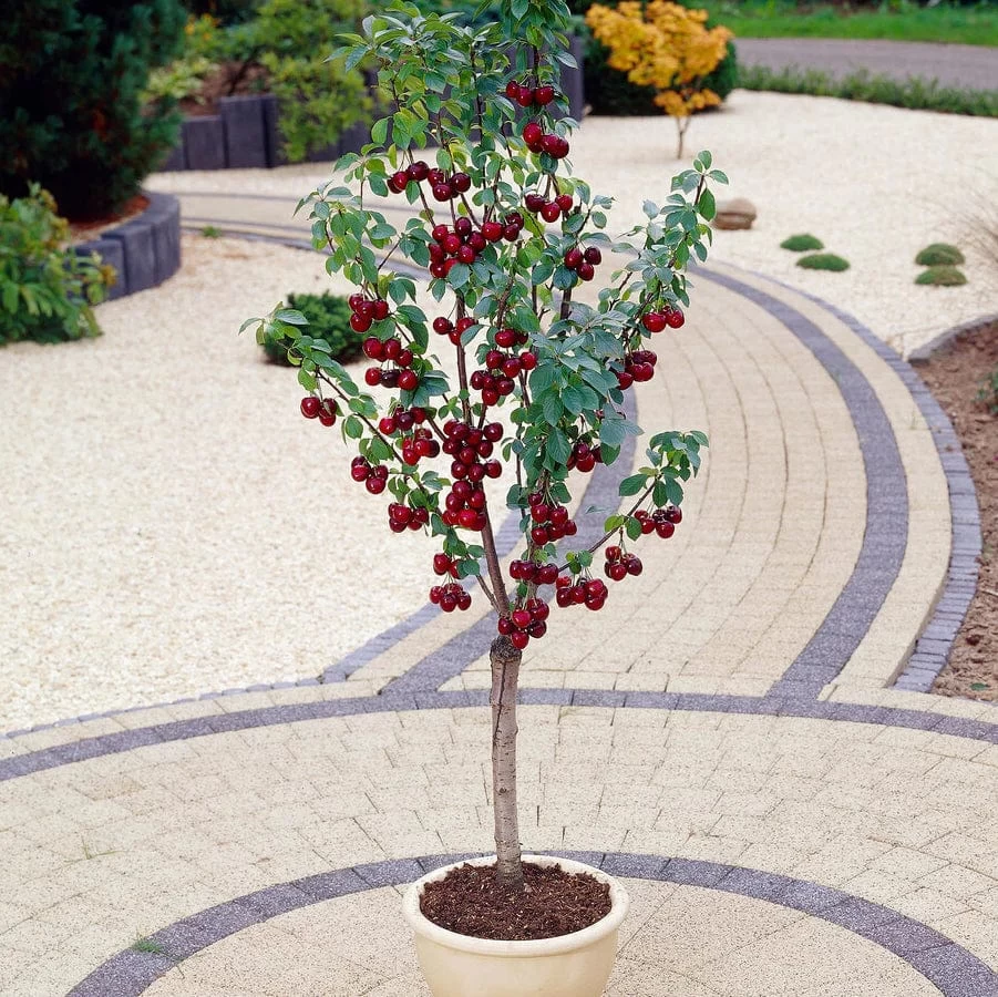 Award Winning Patio Fruit Tree Collection | Cherry, Pear & Plum | Growers' Choice 5 Award Winning Patio Fruit Tree Collection | Cherry, Pear & Plum | Growers' Choice - Image 3