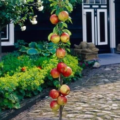 James Grieve Apple Tree | Dwarf Rootstock -Roots Plants visi35996