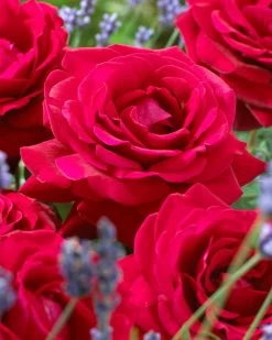 'Parade Karla' Patio Shrub Rose -Roots Plants visi36032 karla