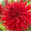 Dahlia Jaxon 1 Dahlia Jaxon -Roots Plants visi47451 jaxon d6d0bff1 6de8 4ecf 9d47 1977353db943