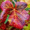 Ornamental Grape Vine | Vitis 'Brant' -Roots Plants vitis brant