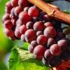 'Autumn Royal' Seedless Grape Vine 1 'Autumn Royal' Seedless Grape Vine -Roots Plants vitisautumnroyal1