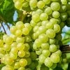 'Chardonnay' Grape Vine -Roots Plants vitischardonnay1
