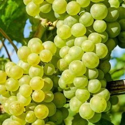 'Chardonnay' Grape Vine