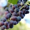 'Pinot Noir' Grape Vine | Outdoor -Roots Plants vitispinot1