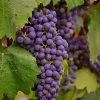 'Regent' Grape Vine -Roots Plants vitisregent1