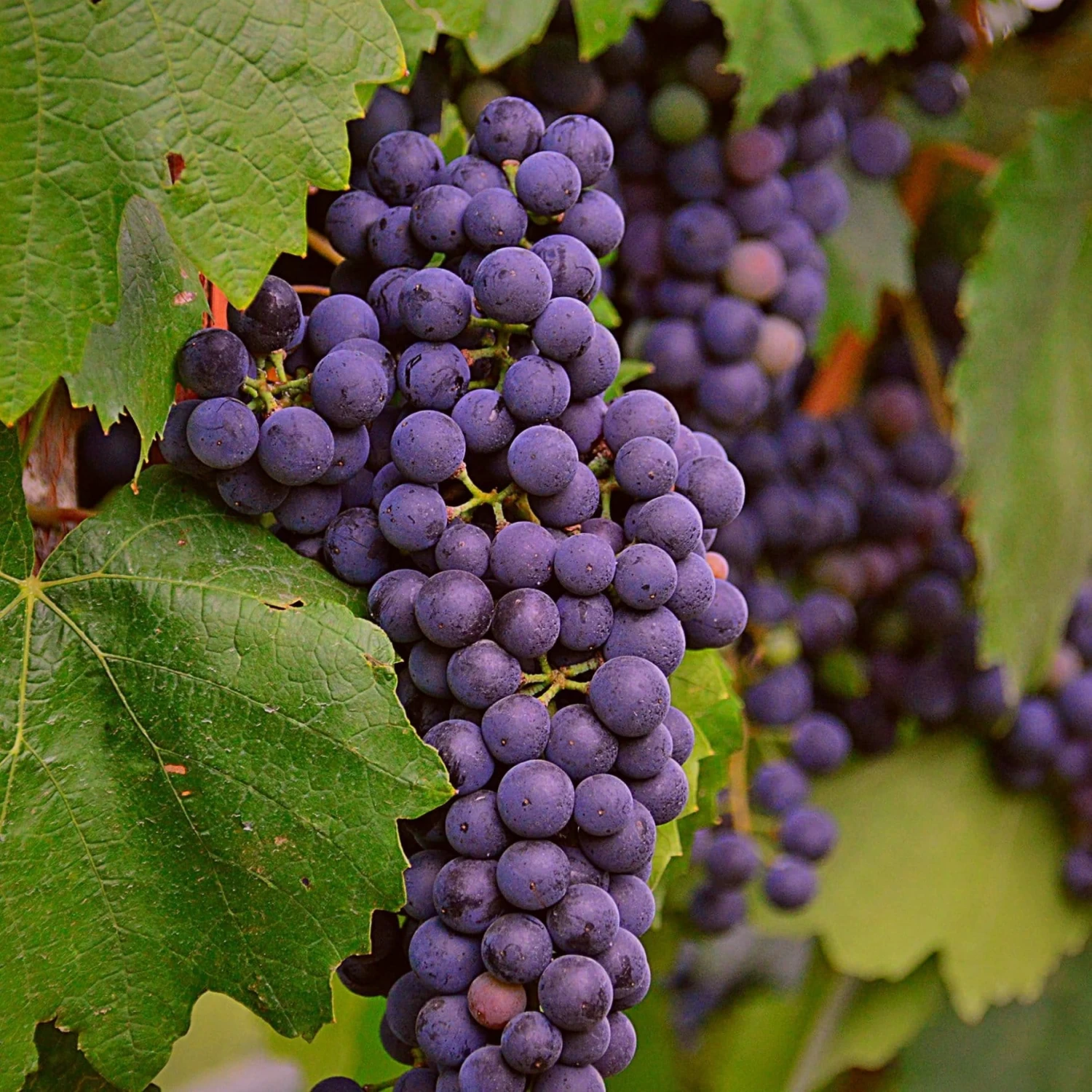 'Regent' Grape Vine 3 'Regent' Grape Vine