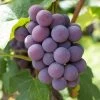 'Strawberry' Grape Vine -Roots Plants vitisstrawberry1
