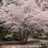 White Winter Flowering Cherry Tree | Prunus Subhirtella 'Autumnalis' -Roots Plants whitewinter 1