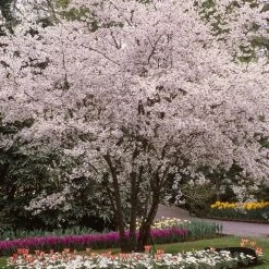 White Winter Flowering Cherry Tree | Prunus Subhirtella 'Autumnalis'