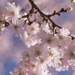 White Winter Flowering Cherry Tree | Prunus Subhirtella 'Autumnalis' -Roots Plants whitewinter 2